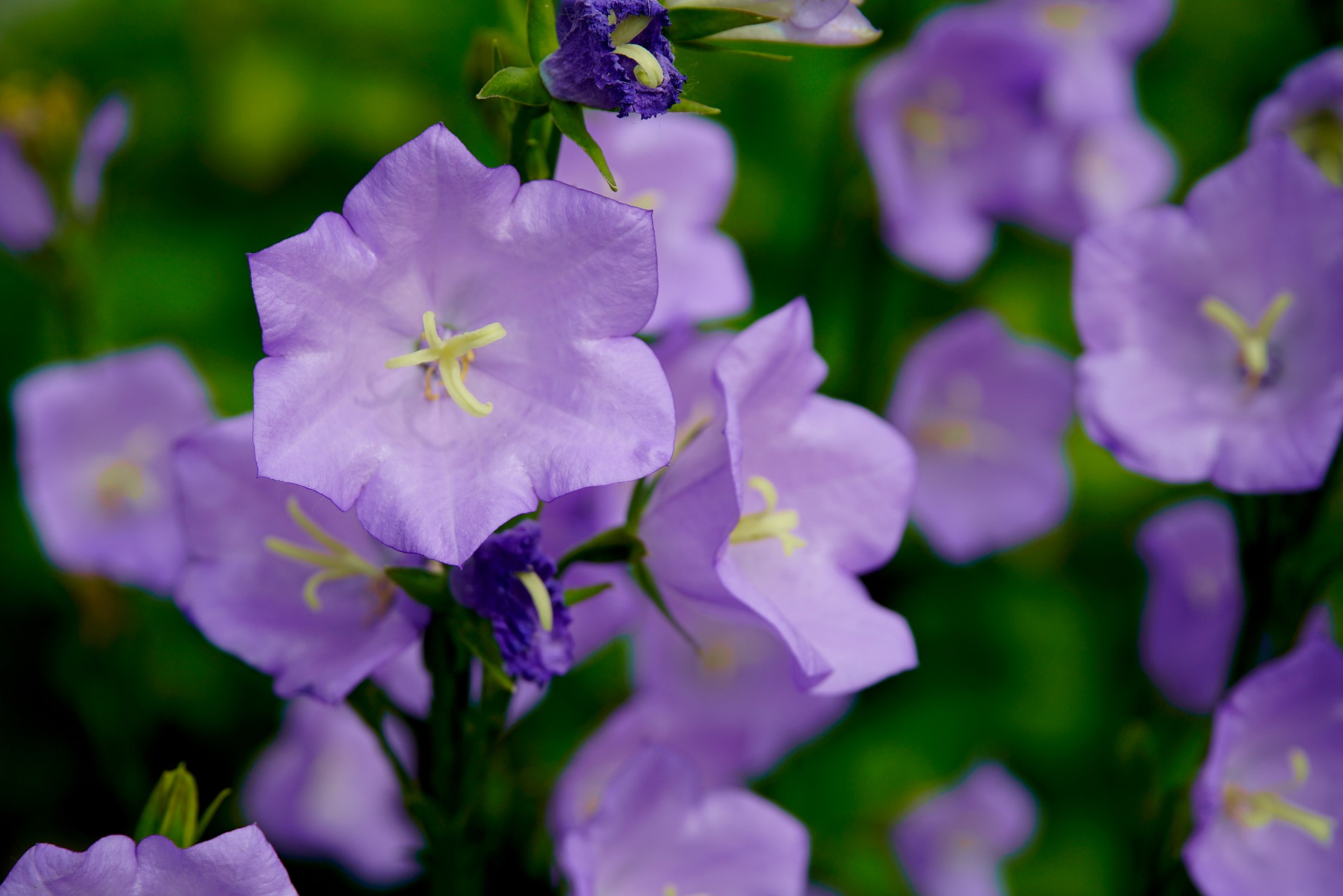 Bluebells