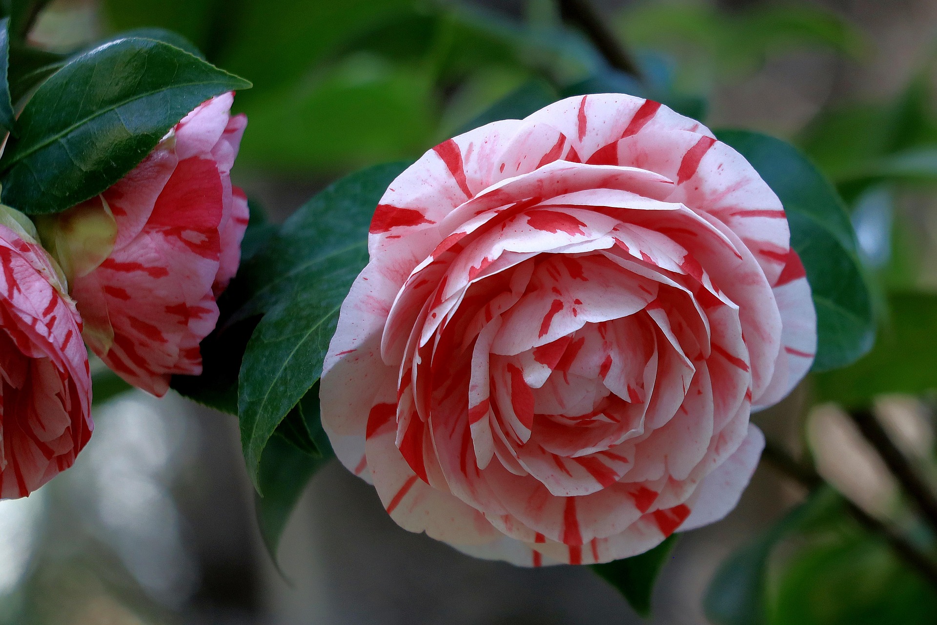Camellia