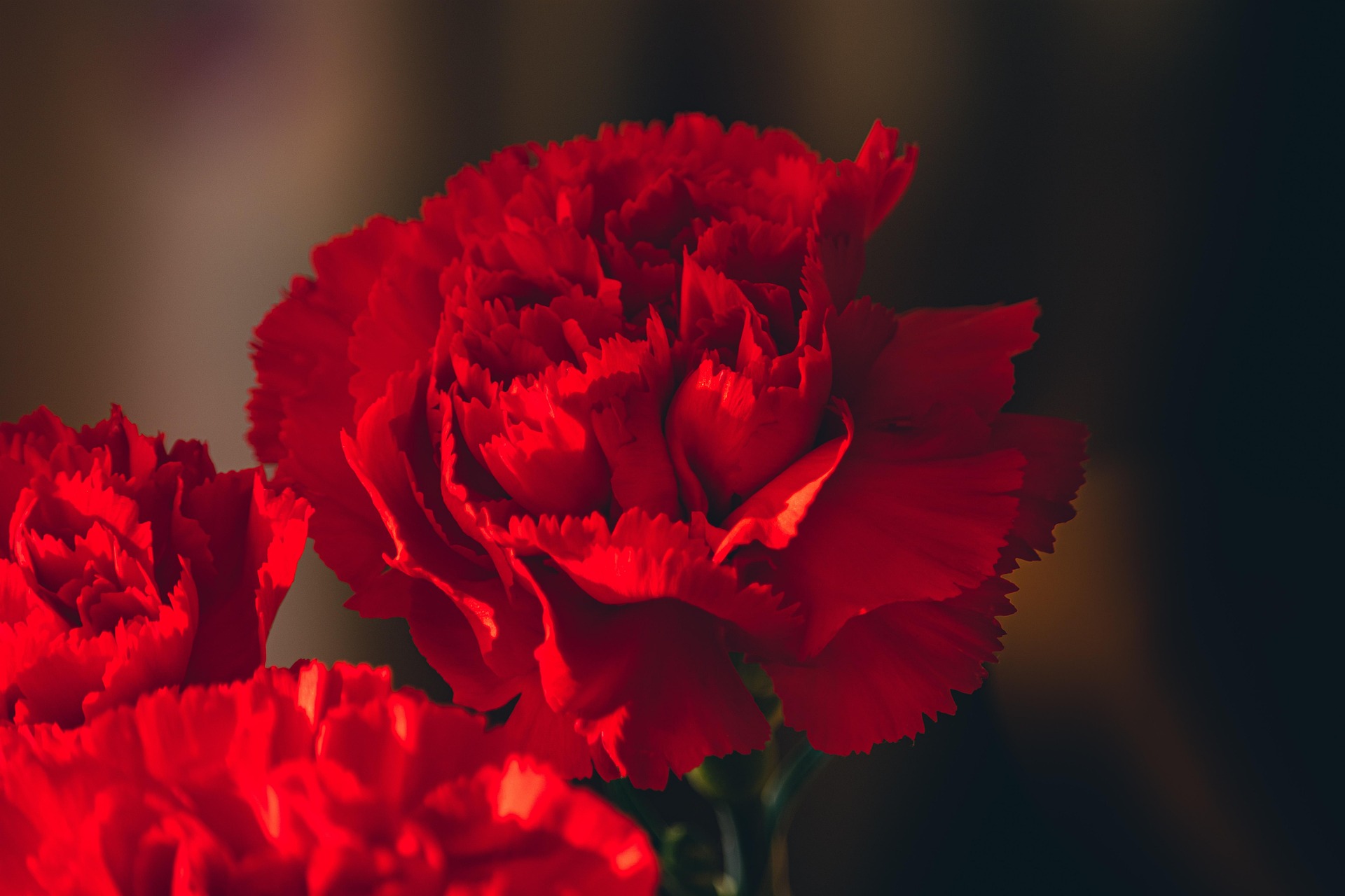Poppies