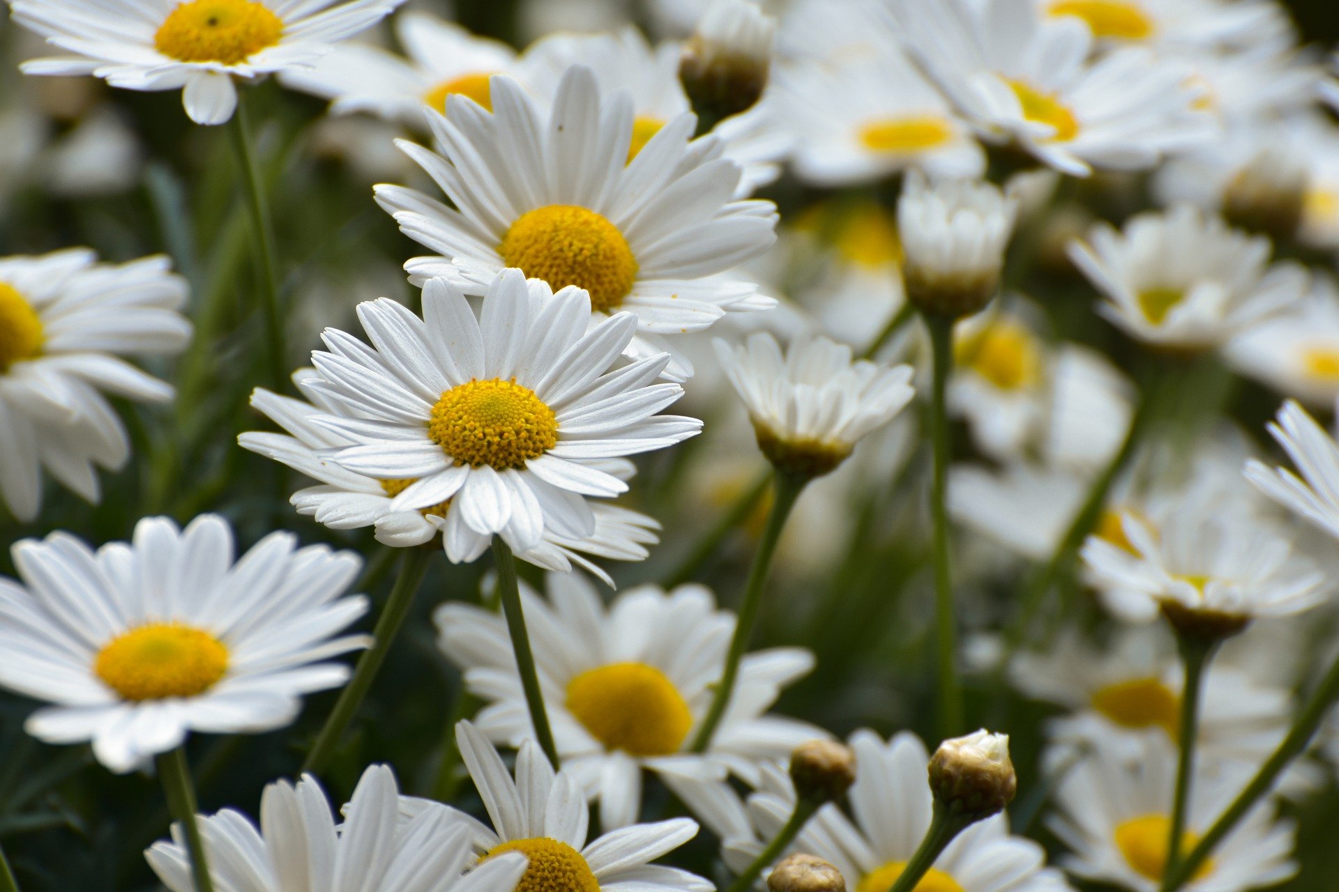 Daisies