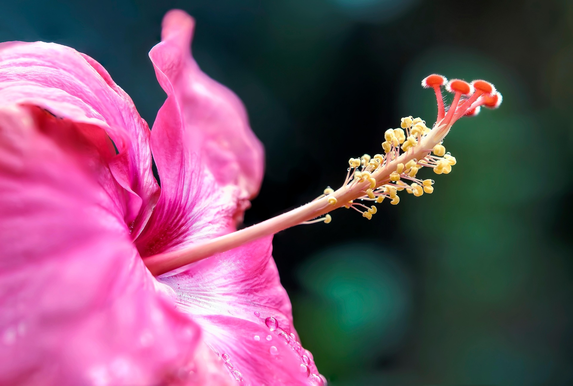 Lilies